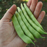 Roma II Bush Snap Green Bean