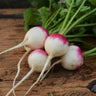 Roodkopje aka "Read Head" Radish