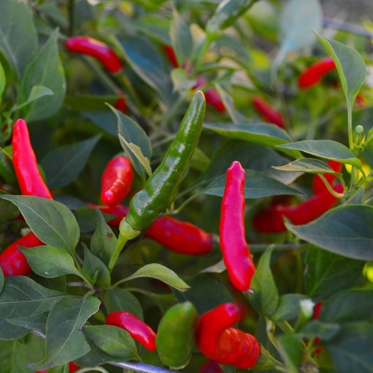 Rooster Spur Chile Pepper