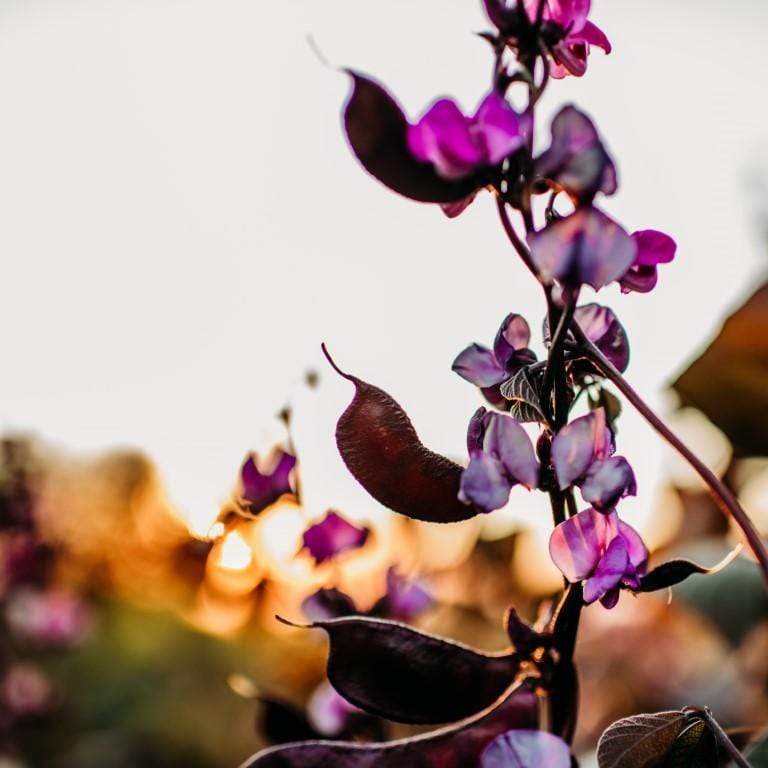 Ruby Moon Hyacinth Bean Vine