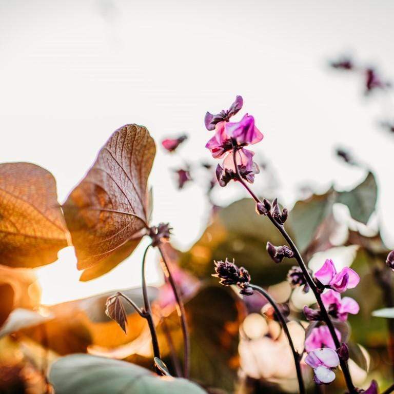 Ruby Moon Hyacinth Bean Vine