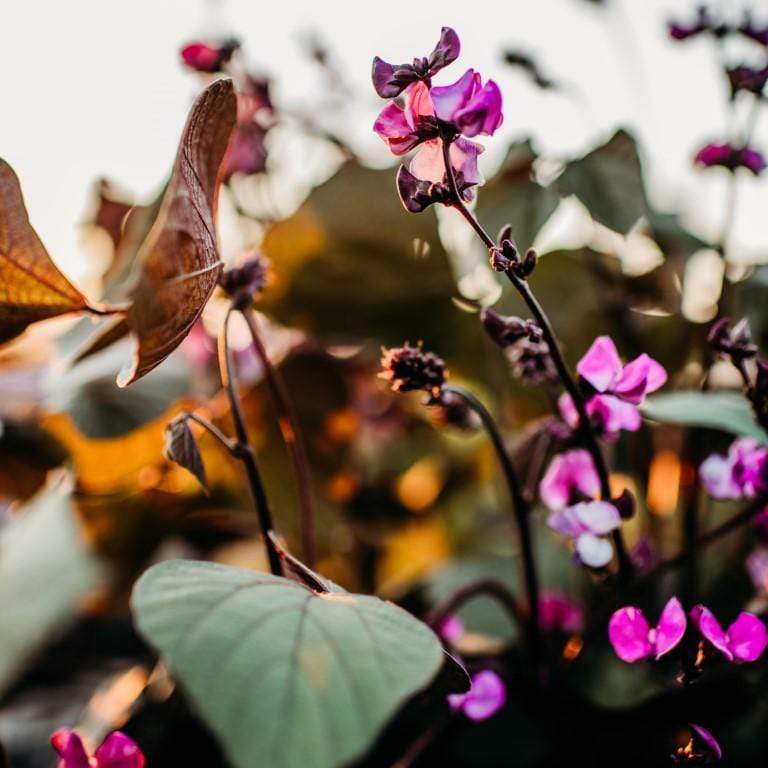 Ruby Moon Hyacinth Bean Vine