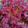 Ruby Red Leaf Lettuce