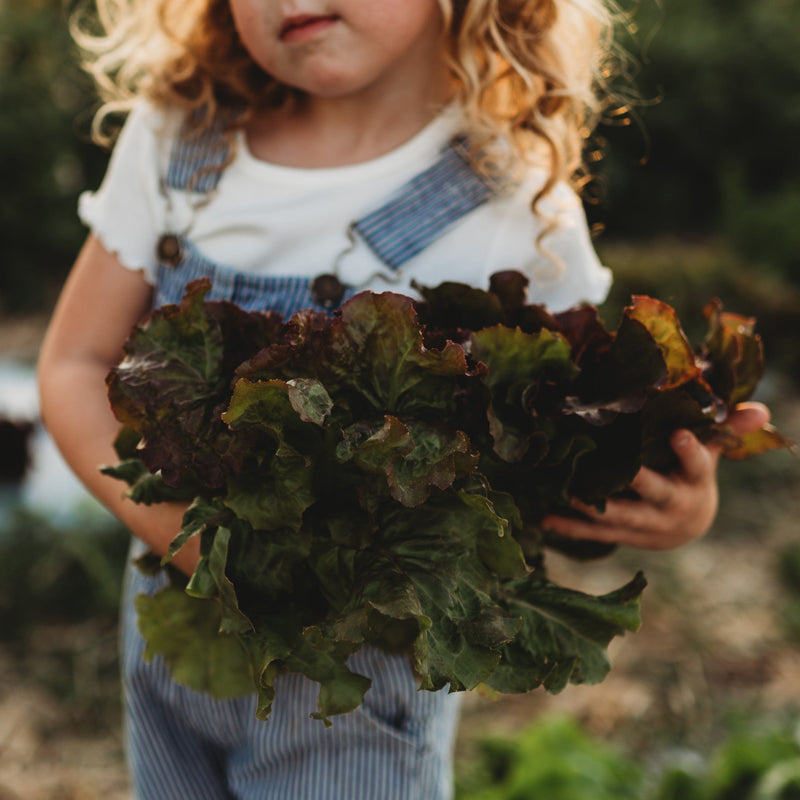 Ruby Red Leaf Lettuce