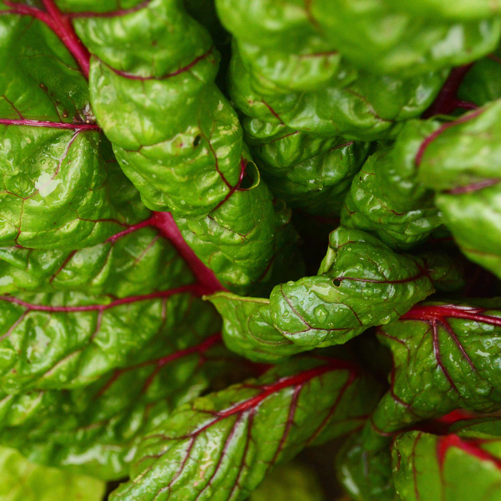 Ruby Swiss Chard