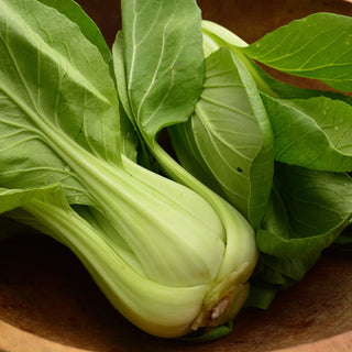 Shanghai Green Pac Choi (Bok Choy)