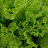 Slobolt Leaf Lettuce