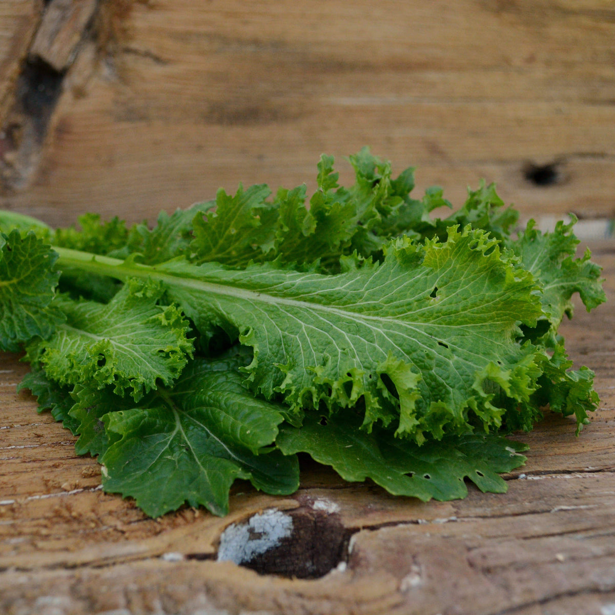 Southern Giant Curled Mustard