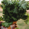 Southern Giant Curled Mustard