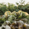 Speckled Butterhead Lettuce