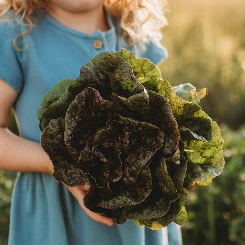 Speckled Butterhead Lettuce