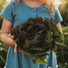 Speckled Butterhead Lettuce