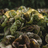 Speckled Butterhead Lettuce