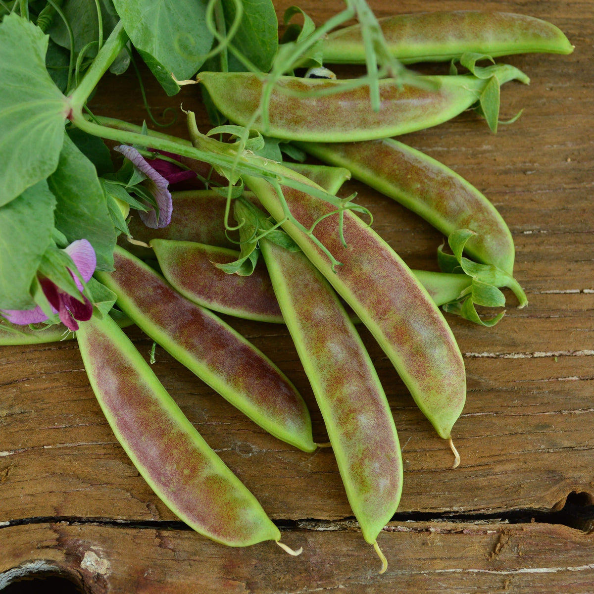 Spring Blush Sugar Snap Pea