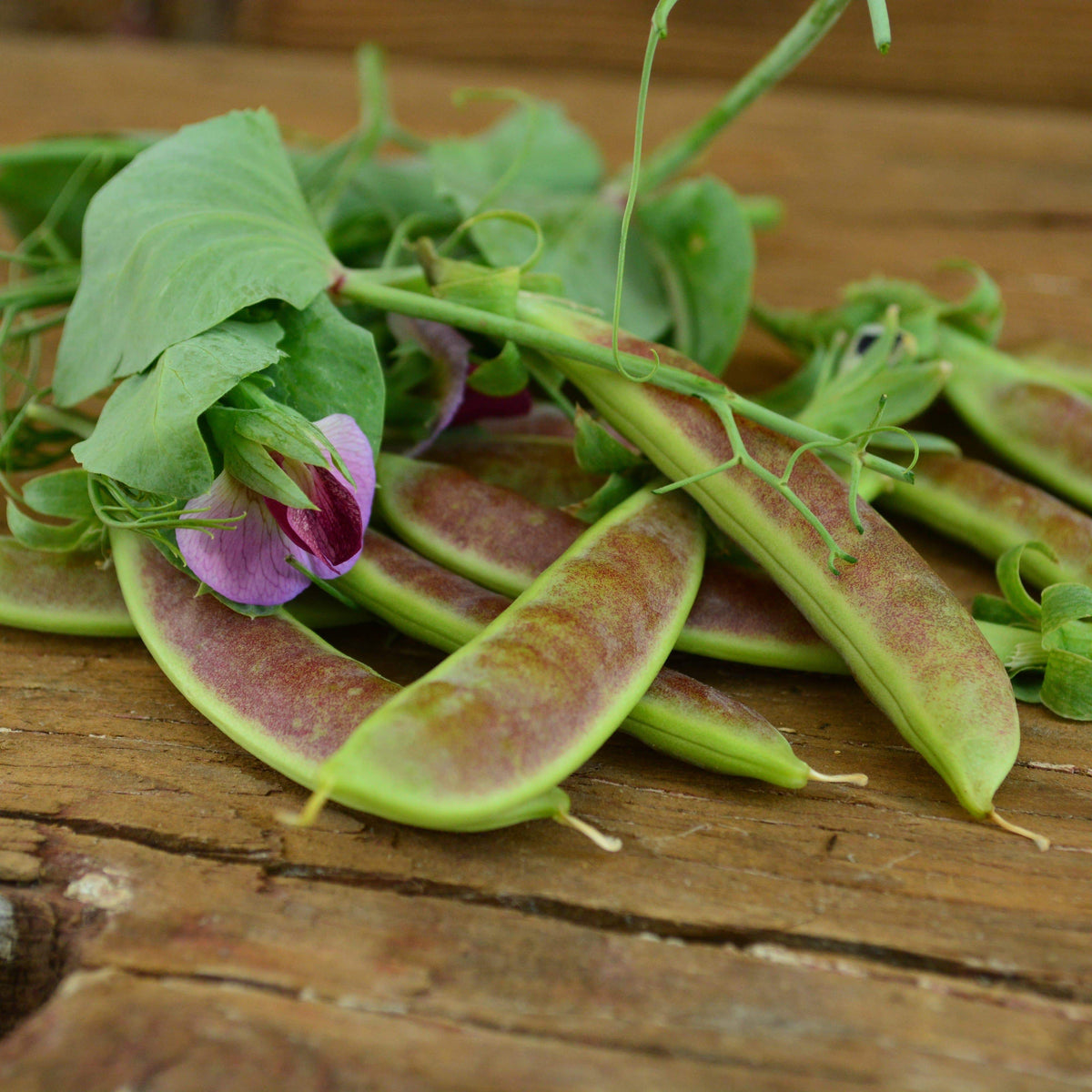 Spring Blush Sugar Snap Pea