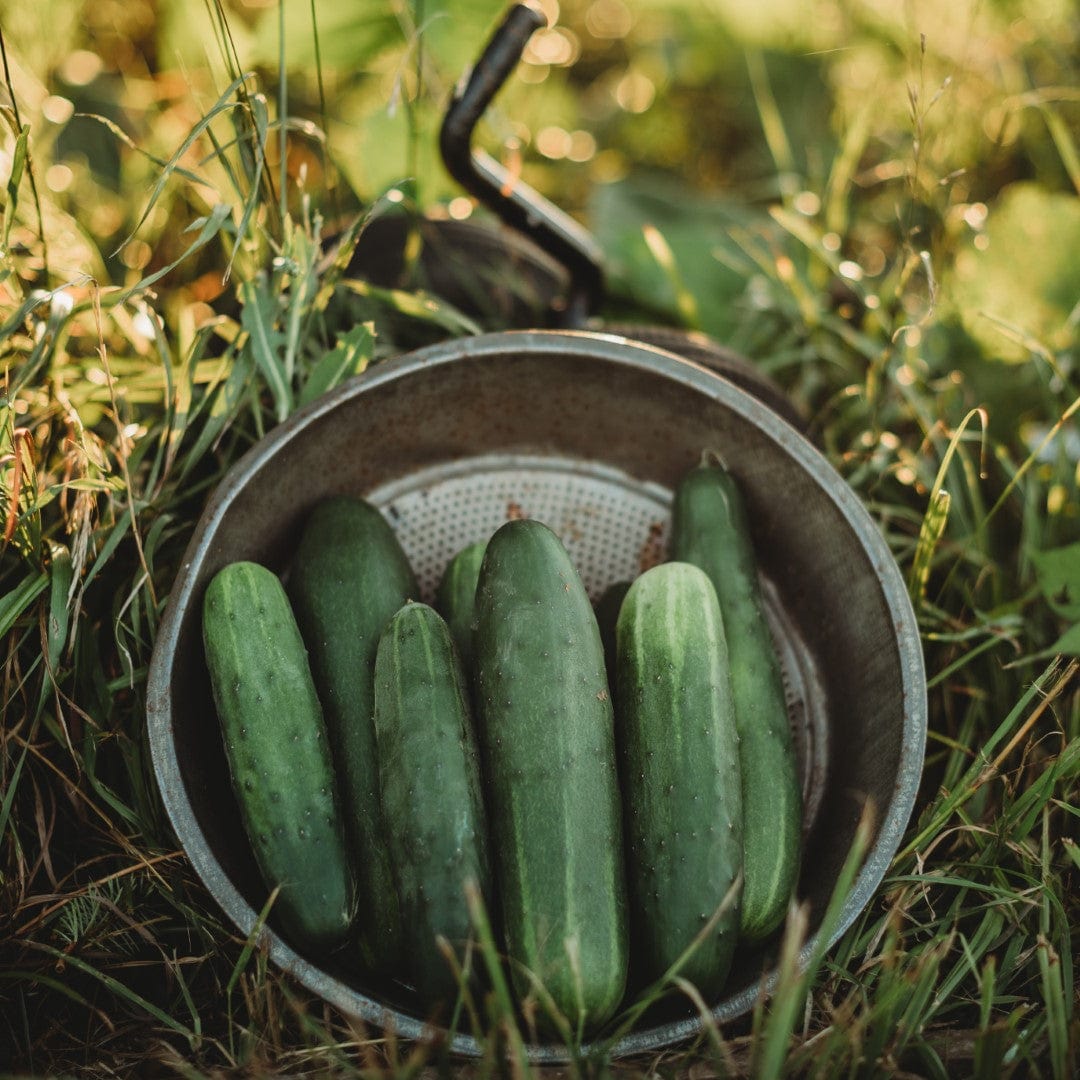 Straight Eight Heirloom Slicing Cucumber