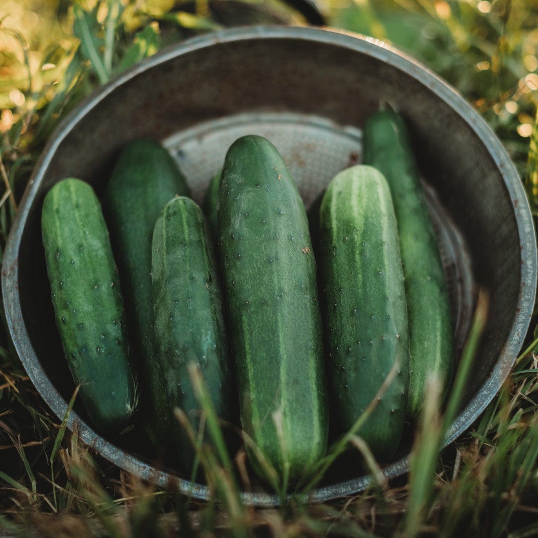 Straight Eight Heirloom Slicing Cucumber