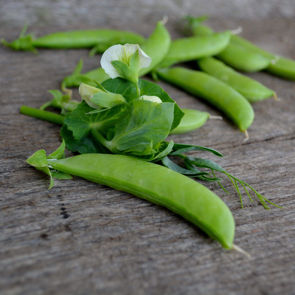 Sugar Ann Snap Pea