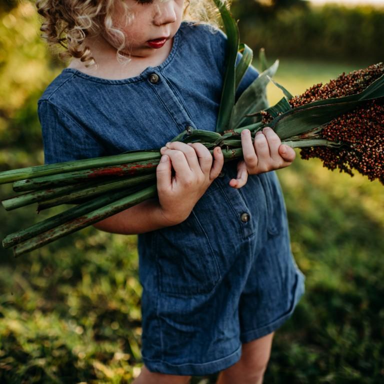 Sugar Drip Cane Sorghum