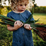 Sugar Drip Cane Sorghum