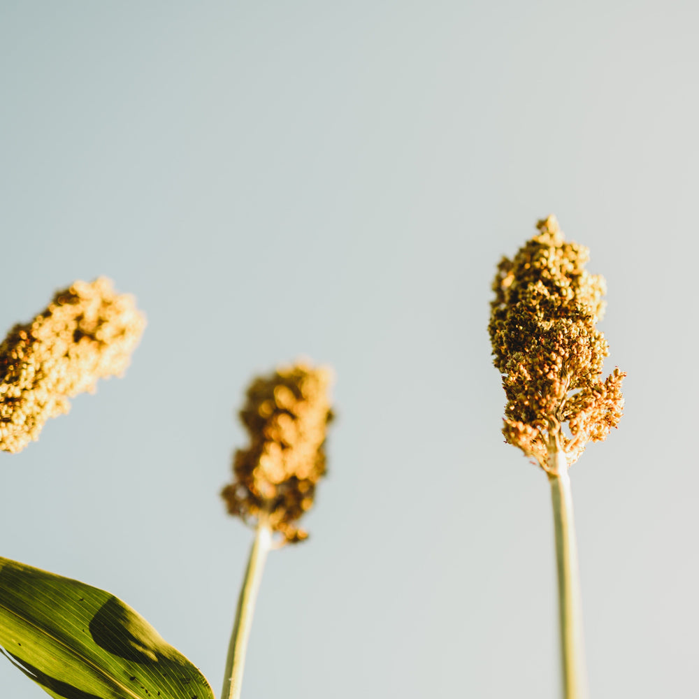 Sumac Sugar/Sweet Cane Sorghum