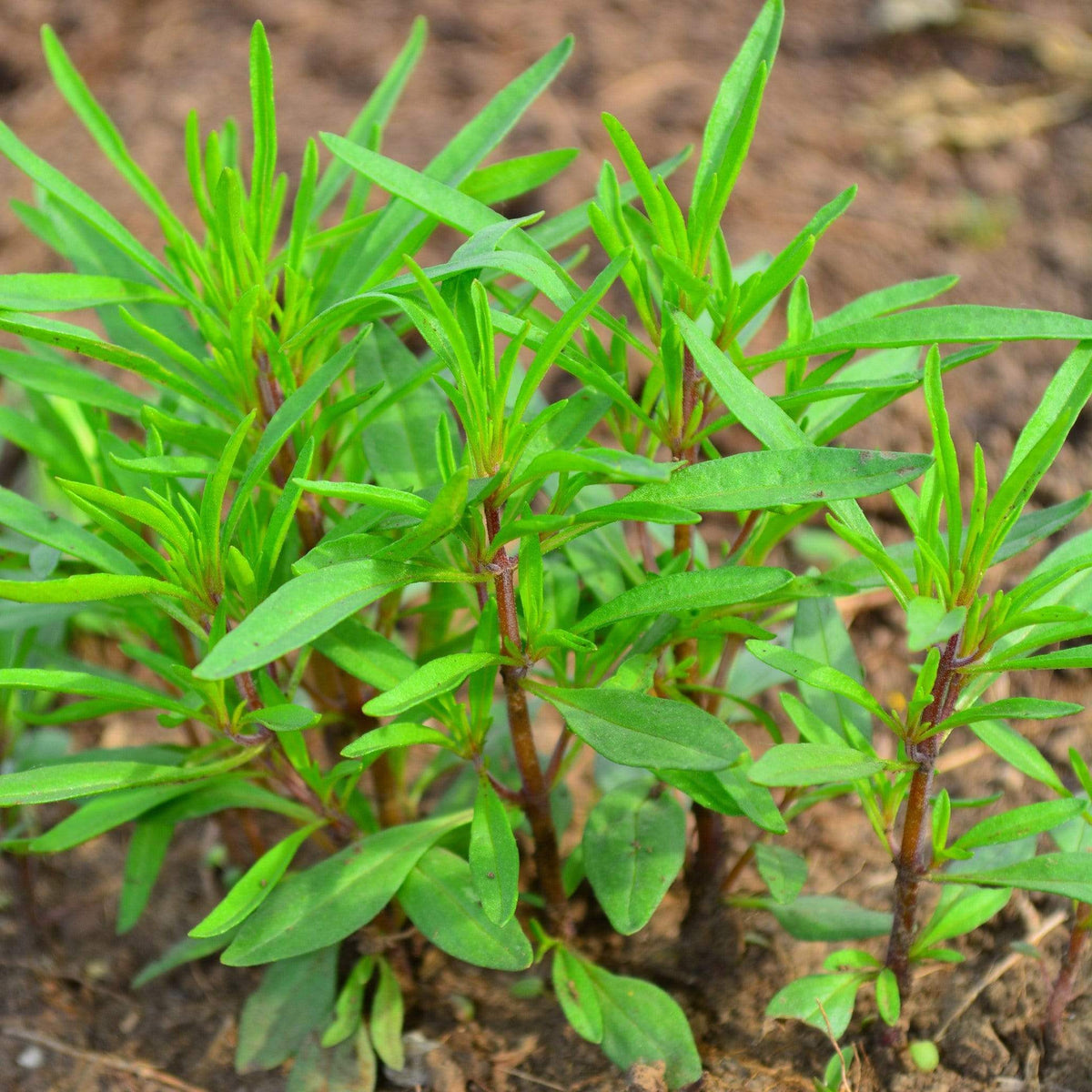 Summer Savory