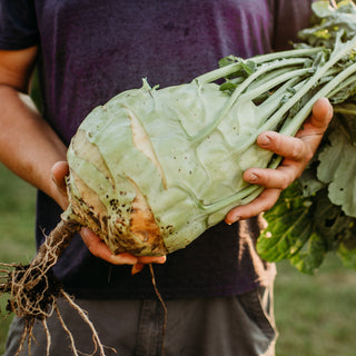 Superschmelz Giant White Kohlrabi