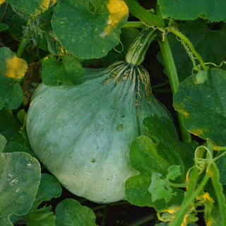 Sweet Meat Squash