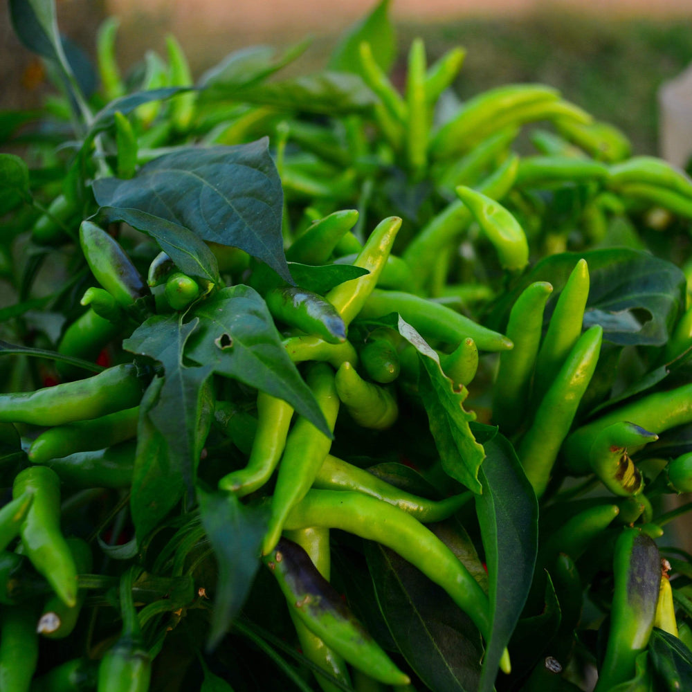 Tabasco Bunches aka "Besparmak" Chile Pepper