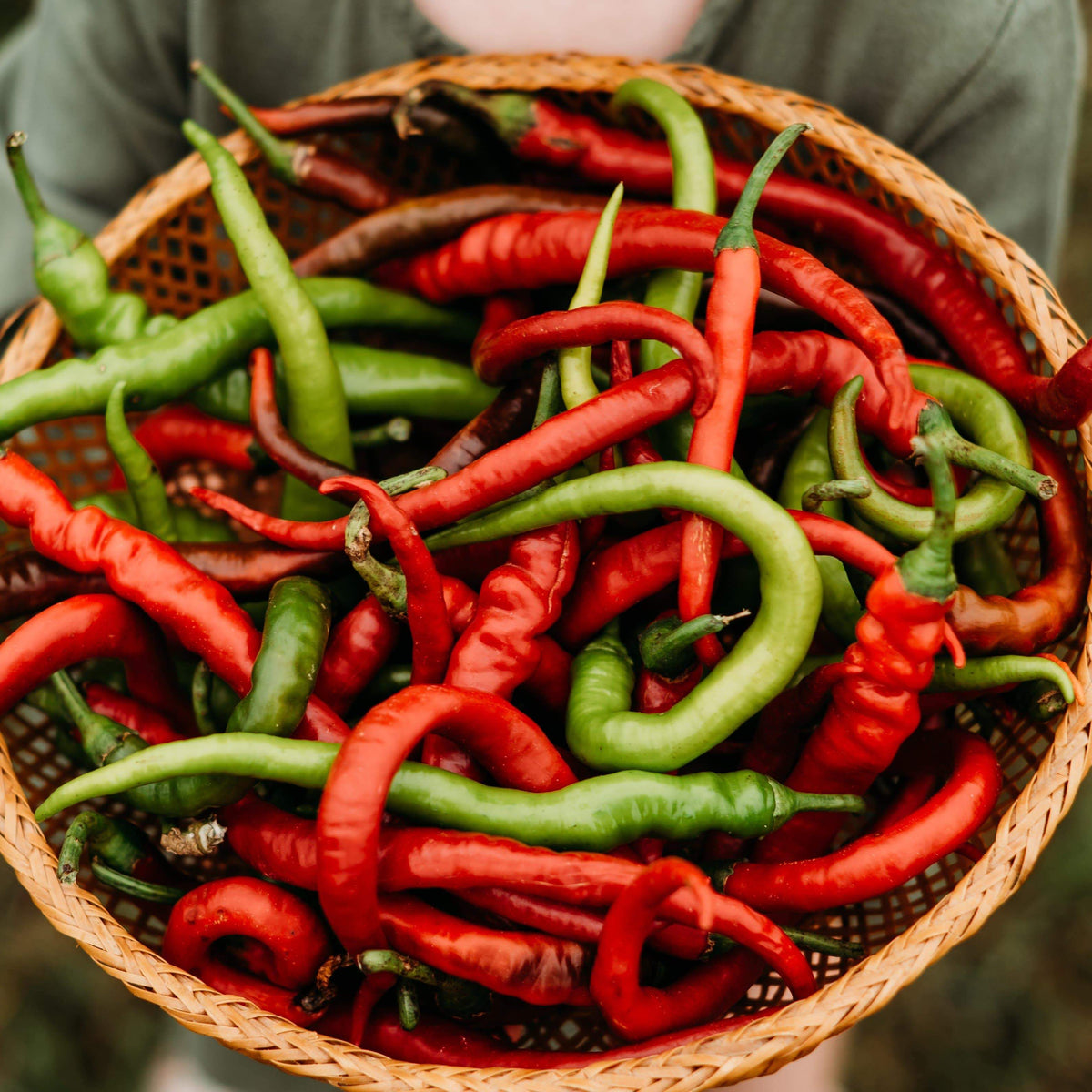 Tatli Kil Sivri (Sweet Sivri) Pepper