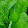 Tendergreen Spinach Mustard (Komatsuna)