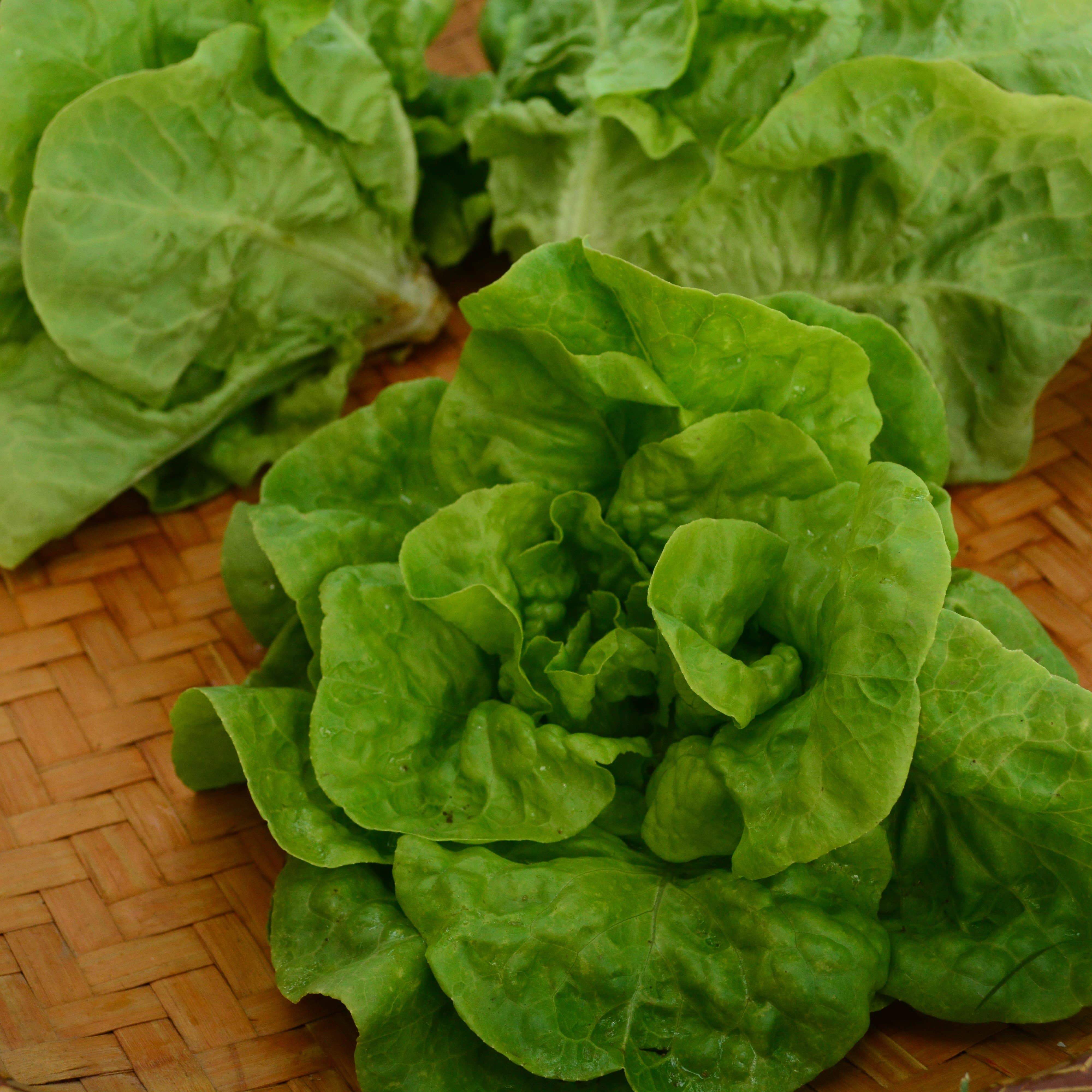 Heirloom Lettuce Seeds - Leafy, Butterhead, and Romaine Lettuce ...