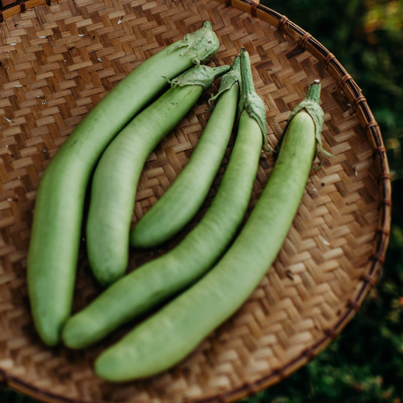 Thai Long Green Eggplant