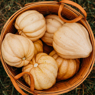 Thelma Sanders Acorn Squash