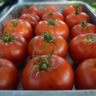 Thessaloniki Tomato