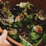 Heirloom Cutting Lettuce Mix