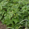 Tiger's Eye Shelling Bean