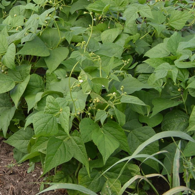 Tiger's Eye Shelling Bean - Thresh Seed Co.