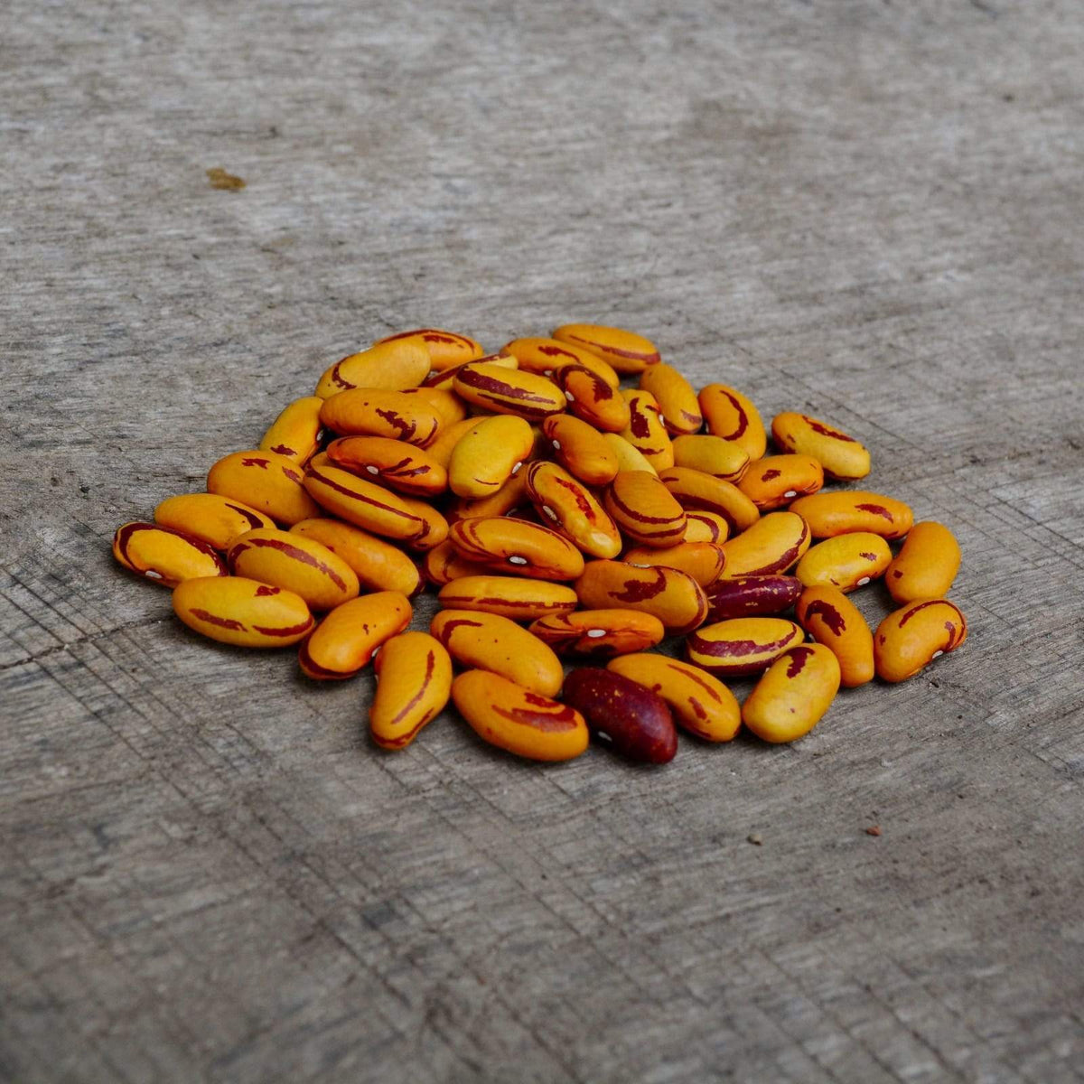 Tiger&#39;s Eye Shelling Bean