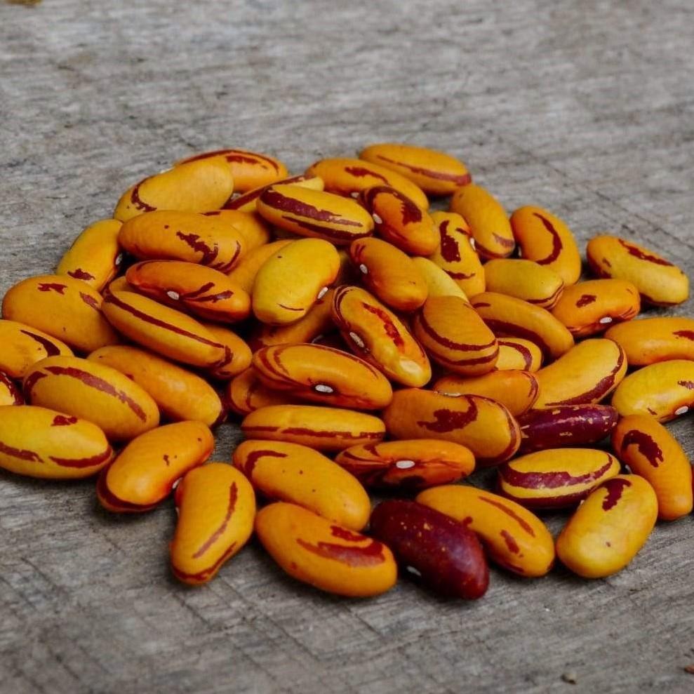 Tiger's Eye Shelling Bean