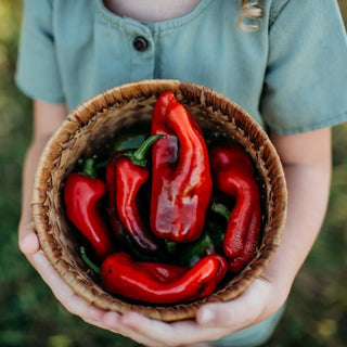 Tolli's Sweet Italian Pepper