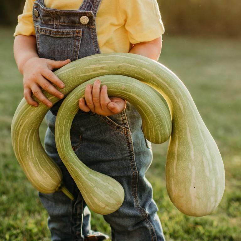 Tromboncino Rampicante Climbing Summer Squash