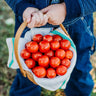 Tommy Toe Heirloom Cherry Tomato