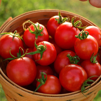 Tommy Toe Heirloom Cherry Tomato