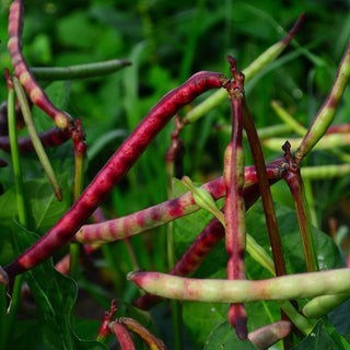 Top Pick Brown Crowder Cowpea