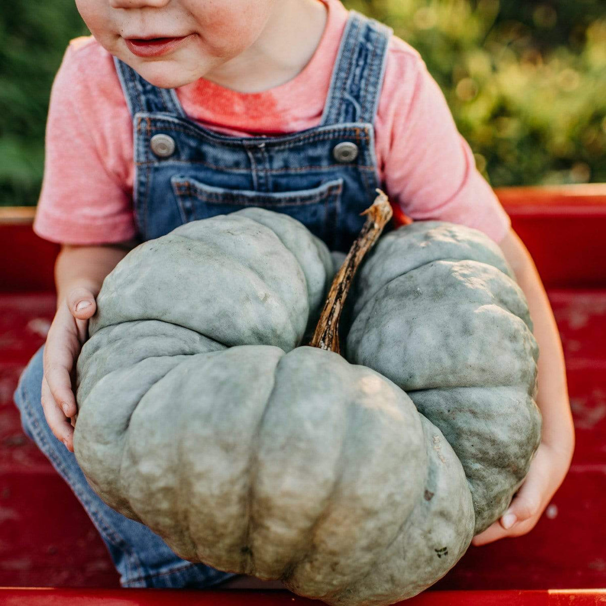 Triamble aka Shamrock Squash