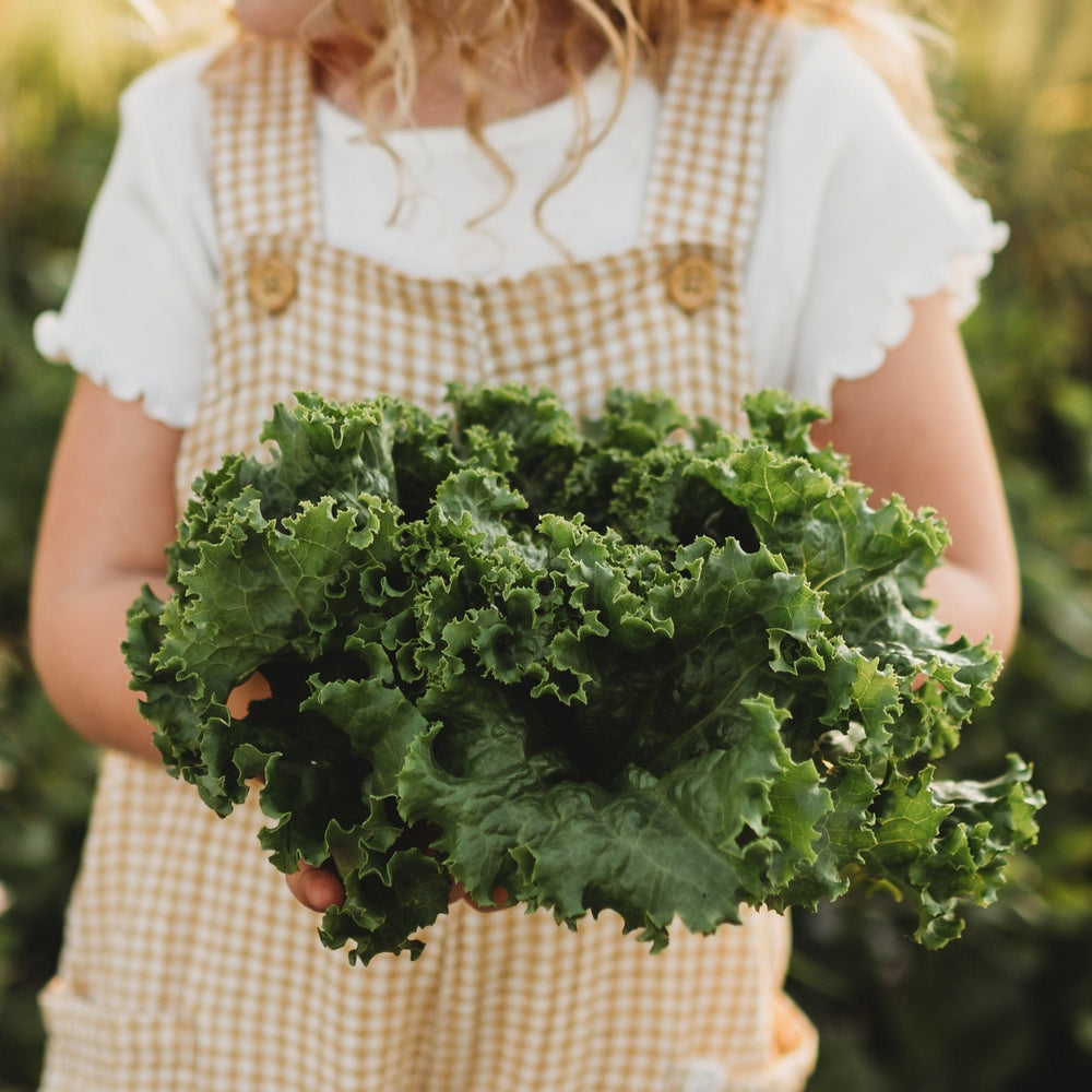 Waldmann's Leaf Lettuce