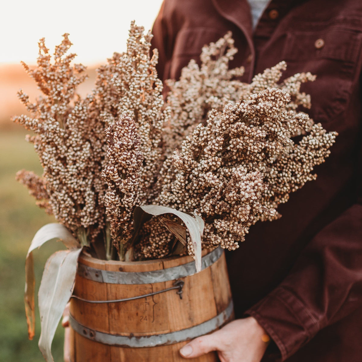 Wheatland Heirloom Grain Sorghum/Milo