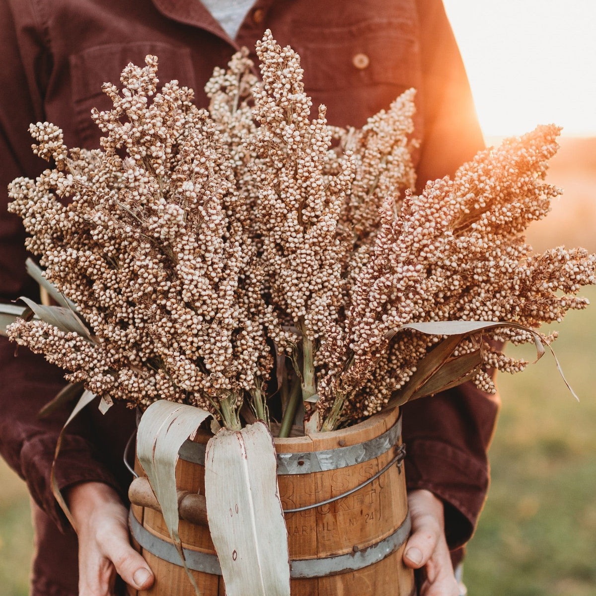 Wheatland Heirloom Grain Sorghum/Milo