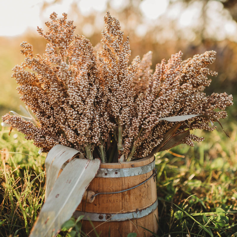 Wheatland Heirloom Grain Sorghum/Milo